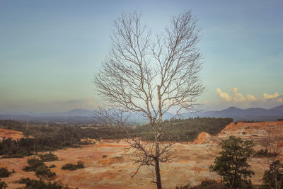 Bare tree on field against sky