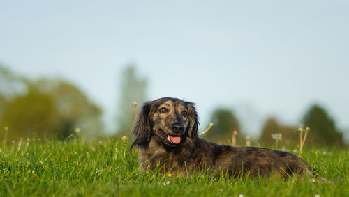 Close-up of dog on field against clear sky