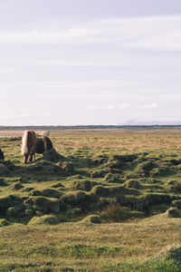 Icelandic horses in the field in iceland