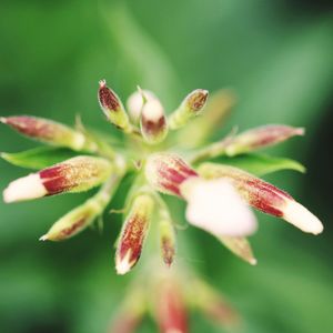 Close-up of flowering plant