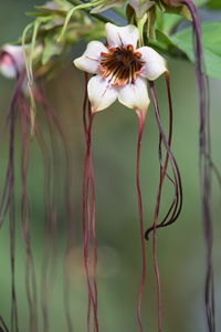 Close-up of wilted flowering plant