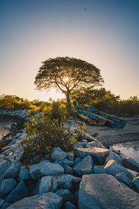 Trees growing on rocks at beach against clear sky during sunset