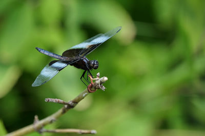 Dragonfly on branch