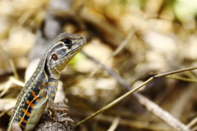 Close-up of lizard