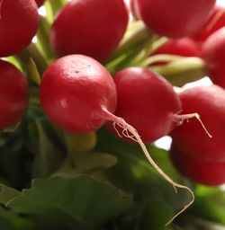 Close-up of red radish growing on plant close-up rape raw food healthy food