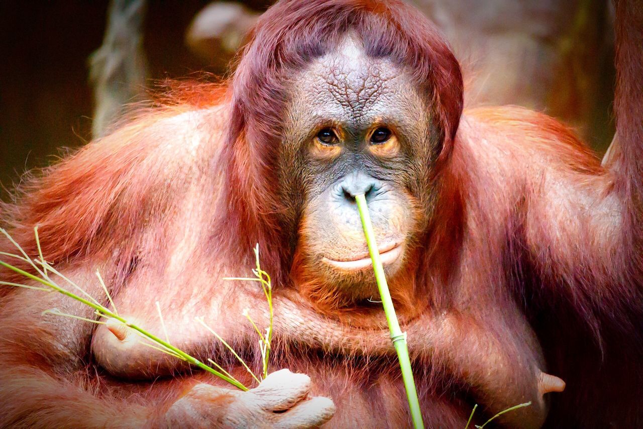 animal themes, one animal, mammal, portrait, close-up, wildlife, animal head, monkey, focus on foreground, looking at camera, animals in the wild, domestic animals, dog, front view, brown, sitting, no people, animal body part, primate