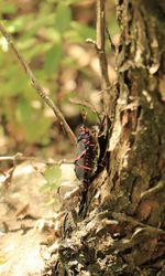 Close-up of butterfly on tree trunk