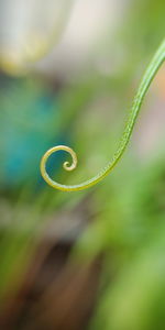 Close-up of fern