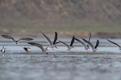 Seagulls flying over sea