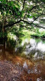 Scenic view of lake in forest