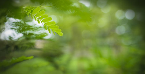 Close-up of fresh green leaves