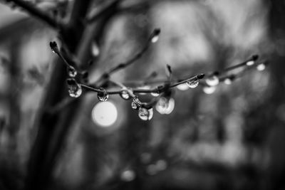 Close-up of water drops on plant