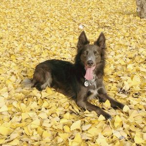 Portrait of dog in field