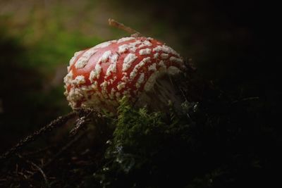 Close-up of mushroom