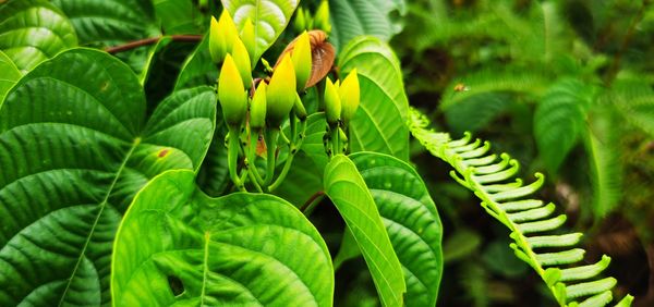 Close-up of leaves