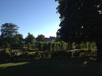 Plants against clear sky