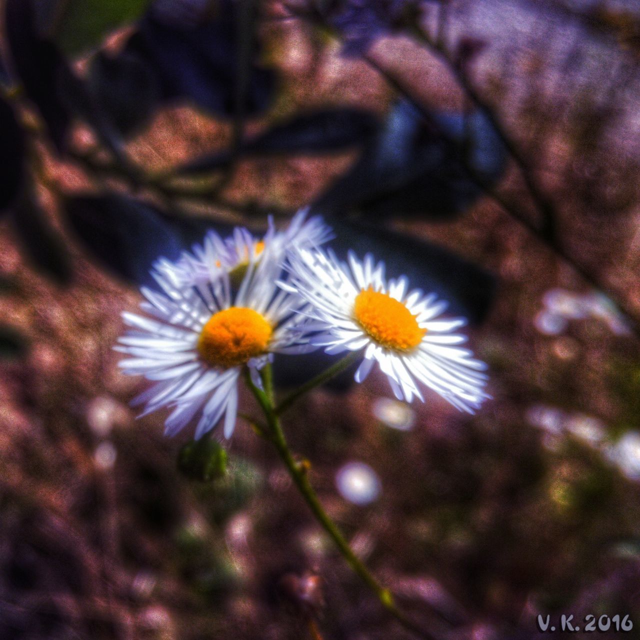 flower, petal, fragility, freshness, flower head, growth, close-up, beauty in nature, pollen, focus on foreground, blooming, nature, plant, daisy, yellow, selective focus, in bloom, outdoors, stamen, day, no people, botany, blossom, softness