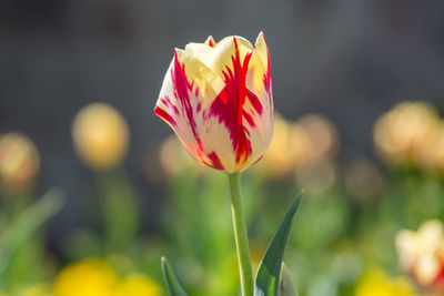 Close-up of red flower blooming outdoors