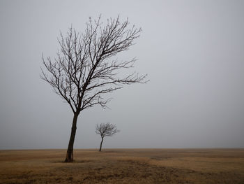 Bare tree on field against sky