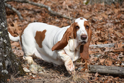 Portrait of dog sitting on field