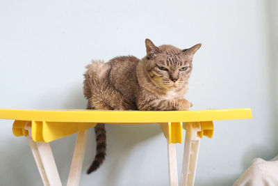 Portrait of cat sitting on floor