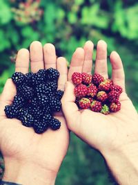 Cropped hands holding berry fruits