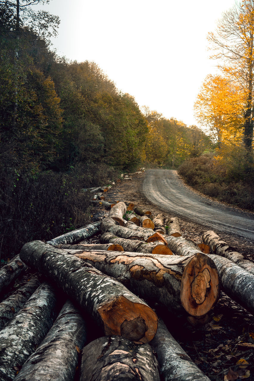 STACK OF LOGS IN FOREST AGAINST SKY