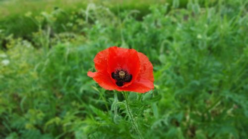 Close-up of red poppy blooming outdoors