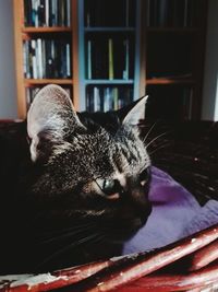 Close-up of cat relaxing at home