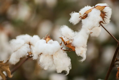 Close-up of white flowers on plant