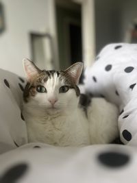 pet