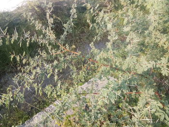 High angle view of plants growing on field