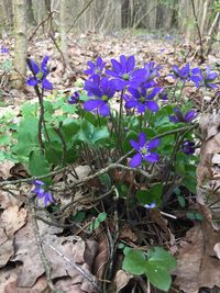 Close-up of purple flowers blooming on field