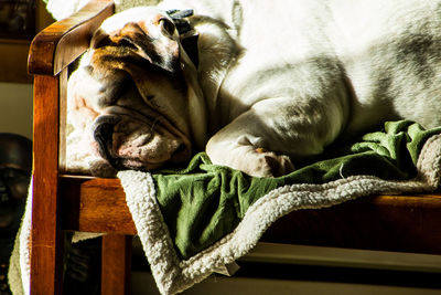 Close-up of english bulldog sleeping on bench at home