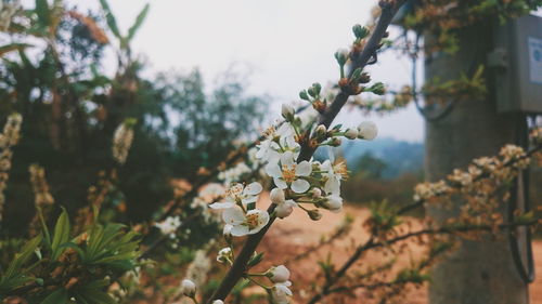 Close-up of tree branch