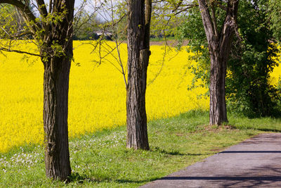 Yellow trees growing in field