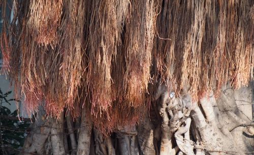 Close-up of tree trunk