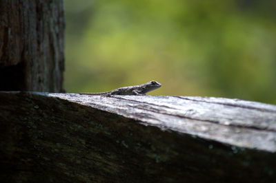 Close-up of lizard on tree trunk