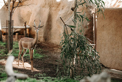 Antelope kudu close up