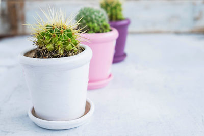 Close-up of potted plant on table