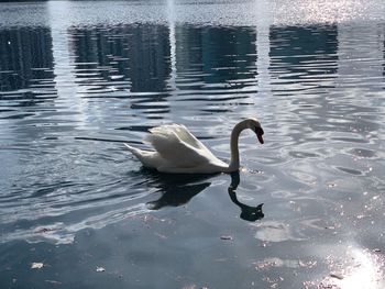 Swan swimming in lake