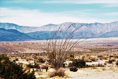 Scenic view of desert landscape against sky