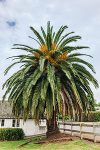 Palm trees on field against sky