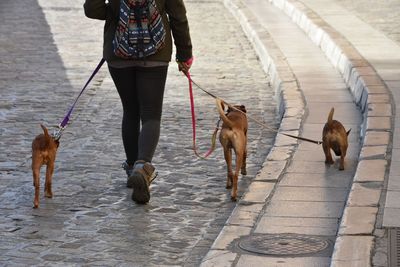 Low section of woman walking with dogs on street