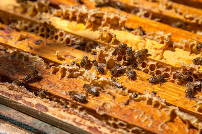 Close-up of honey bees