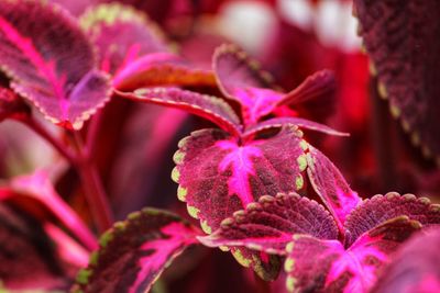 Close-up of pink flowering plant