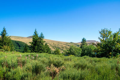 Scenic view of field against clear blue sky