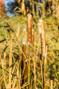 plant