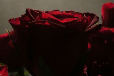 Close-up of red rose