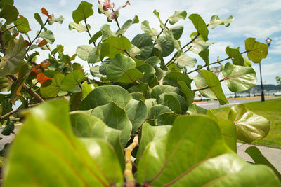 Low angle view of green leaves on plant against sky